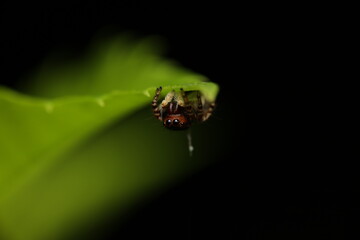 Jumping spiders (Family Salticidae) possess the most advanced vision among spiders, particularly with their large anterior eyes capable of depth perception. Unlike web-building species, 