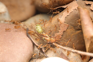 The weaver ant (Oecophylla smaragdina), belonging to the family Formicidae, is renowned for its complex cooperative behaviors and highly organized social structure.
