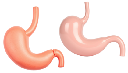 Stomach human organs 3d render concept of healthy human organ vector illustration.