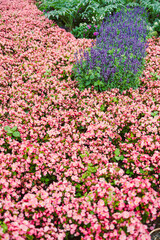 A beautifully vibrant blooming garden bed is filled with an astonishing assortment of lovely pink and purple flowers, which together create an impressive visual delight for all who behold it