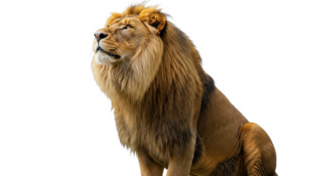 Majestic lion with a golden mane isolated on transparent background, looking up proudly