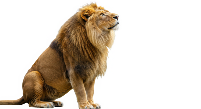 Lion sitting majestically isolated on transparent background, looking up with a serene expression