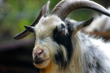Close-up portrait of a goat with curved horns and striking black-and-white fur, captured in natural light with a soft blurred background.