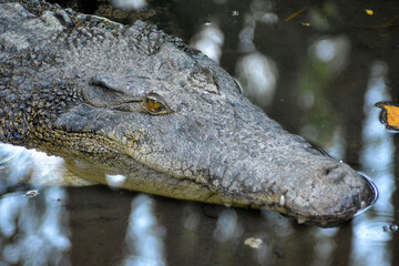 A crocodile rests in still water, its sharp eye and rugged scales visible above the surface, capturing the silent power and stealth of this ancient predator.