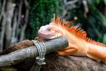 A vibrant orange iguana rests on a wooden branch, its spiky crest and textured scales standing out vividly against the lush green background.