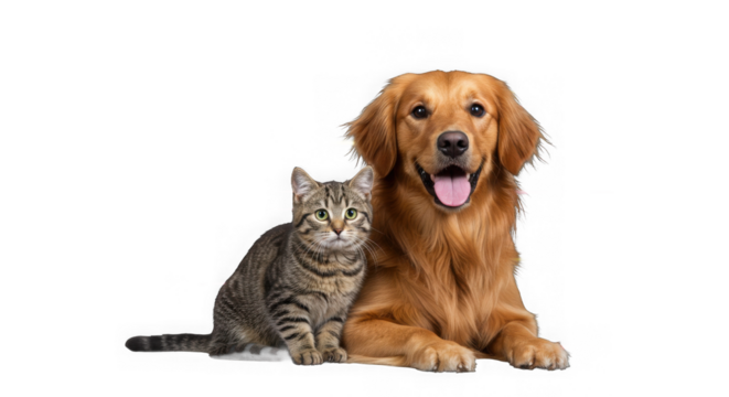 A golden retriever and a tabby cat are posing together isolated on transparent background - Powered by Adobe