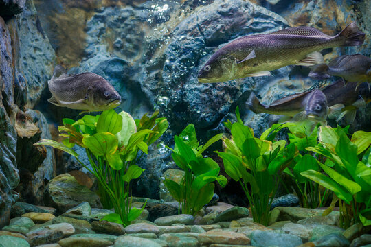 Boeseman croaker in a freshwater aquarium. A group of Boesemania microlepis (Smallscale croaker) swims among green aquatic plants and river rocks in a freshwater aquarium, creating underwater scene.