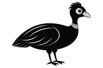 Black guinea fowl stands gracefully with white markings against a clean white background
