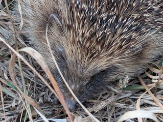 hedgehog hiding in the grass