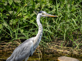 水辺のアオサギ