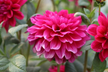 Colorful flower in the front of school building