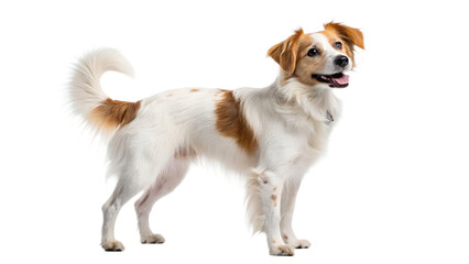 golden retriever puppy isolated on white 