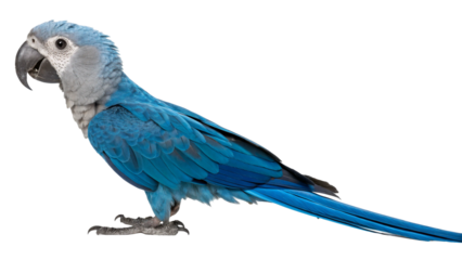 Extinct animal Spix's Macaw isolated on transparent background