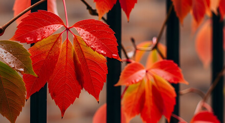 Obraz premium Close-up of vibrant red and orange autumn leaves showing off detailed textures and colors.