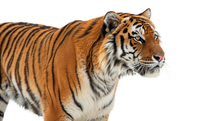 Obraz premium Extinct animal Sunda Tiger on white or transparent background