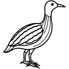 Woodcock line art vector