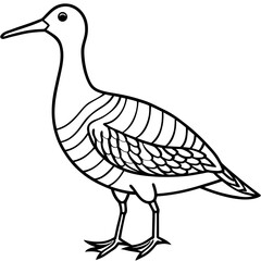 Woodcock line art vector