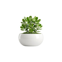 Jade Plant in Modern White Pot, Minimalist Home Decor