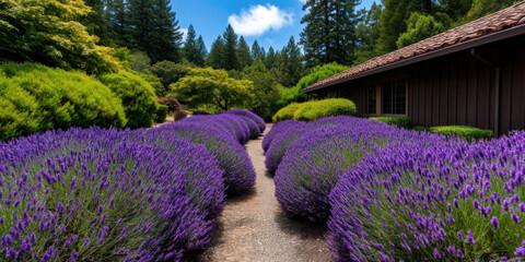 vibrant lavender garden lined with lush greenery, showcasing blooming purple flowers under a bright blue sky.