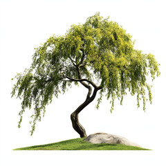 Weeping Willow Tree with Green Leaves Isolated on White Background
