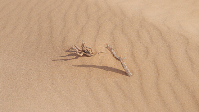 Trockene &Auml;ste auf feinem Sand mit nat&uuml;rlichen Windmustern und Schatten