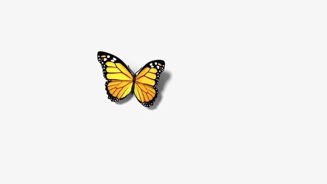 Beautiful Butterfly flying after sitting on white background.