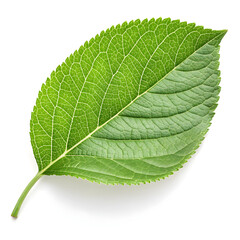 Obraz premium green apple leaf isolated on white background leaf