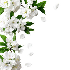 Obraz premium Blooming white flowers with petals falling