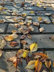 autumn leaves on the ground
