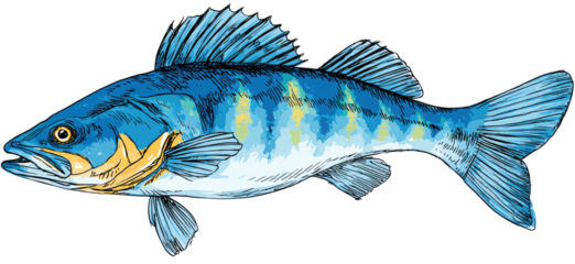 Detailed illustration of a blue fish