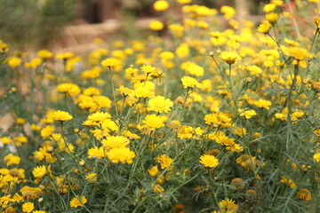 Flower in front of college house