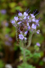 Macro shot of purple phacelia flower. Honey plant widely used in beekeeping, organic farming and eco-friendly agriculture. Natural background with blooming phacelia for rural and farm concepts.