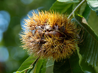 熟して少し割れてきたイガグリ