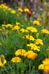 Yellow marigold (Tagetes) flowers growing in the garden. Bright summer floral background, decorative plant for landscape design, gardening, nature concepts, and seasonal botanical projects.