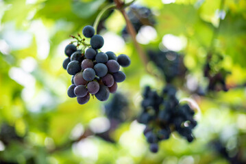 Close-up of ripe grapes hanging on a vine with blurred green leaves