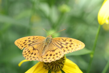Fabriciana adippe, the high brown fritillary, is a large and brightly colored butterfly of the family Nymphalidae, native to Europe and across the Palearctic to Japan.
