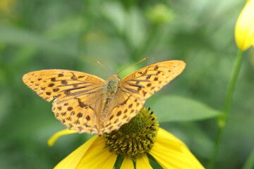 Fabriciana adippe, the high brown fritillary, is a large and brightly colored butterfly of the family Nymphalidae, native to Europe and across the Palearctic to Japan.