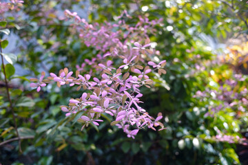 Obraz premium Delicate Purple Foliage Shines in a Lush Garden, Celebrating Nature's Vibrant Hues and Serenity