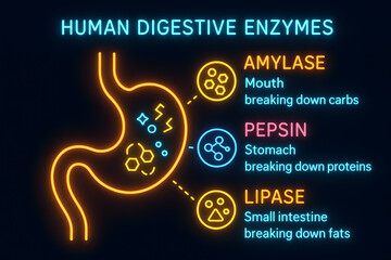 Human Digestive Enzymes and Biochemical Breakdown Process for Biology Education