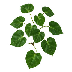 green leaves isolated on white background