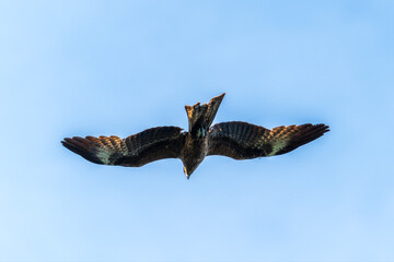The bird of prey Black Kite flying in blue Sky