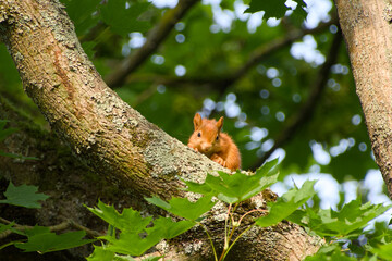 Cute baby red squirrel (Sciurus vulgaris) resting on a tree, photographed in natural light © in_colors