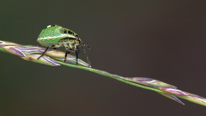 macro of a green insect