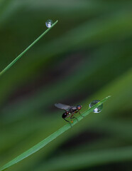 Insect after rain