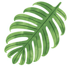  "Single red maple leaf, isolated on transparent background, realistic watercolor style, high resolution" 