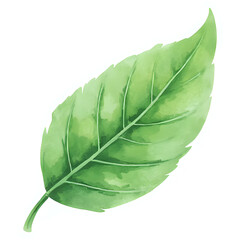  "Single red maple leaf, isolated on transparent background, realistic watercolor style, high resolution" 