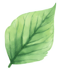  "Single red maple leaf, isolated on transparent background, realistic watercolor style, high resolution" 