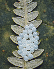 Insect eggs