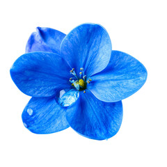 Beautiful blue flower with a water drop, isolated on a transparent background. Ideal for nature, floral, and beauty-related designs.