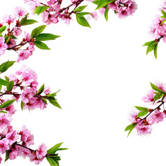 Fototapeta premium Spring blossoms in a black frame